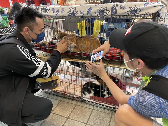 （【2022臺北喵呜季】邀请双北动保团体在现场举办浪猫公益认养，希望促成更多猫咪找到温暖的家。图／2022臺北喵呜季提供）