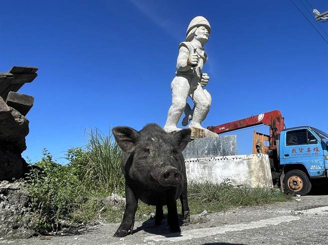 兰屿岛上的原生种兰屿猪已逐渐被杂交的商用猪所取代。（庄哲权摄）