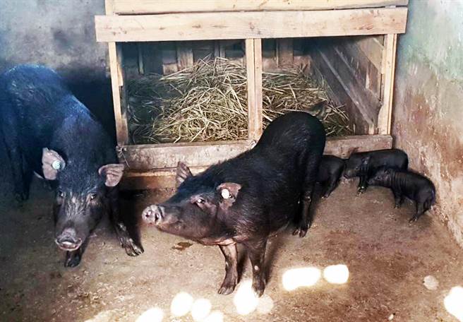 畜产所去年送回兰屿的原生种兰屿猪，已经顺利繁衍新生代猪宝宝。（台东种畜繁殖场提供）