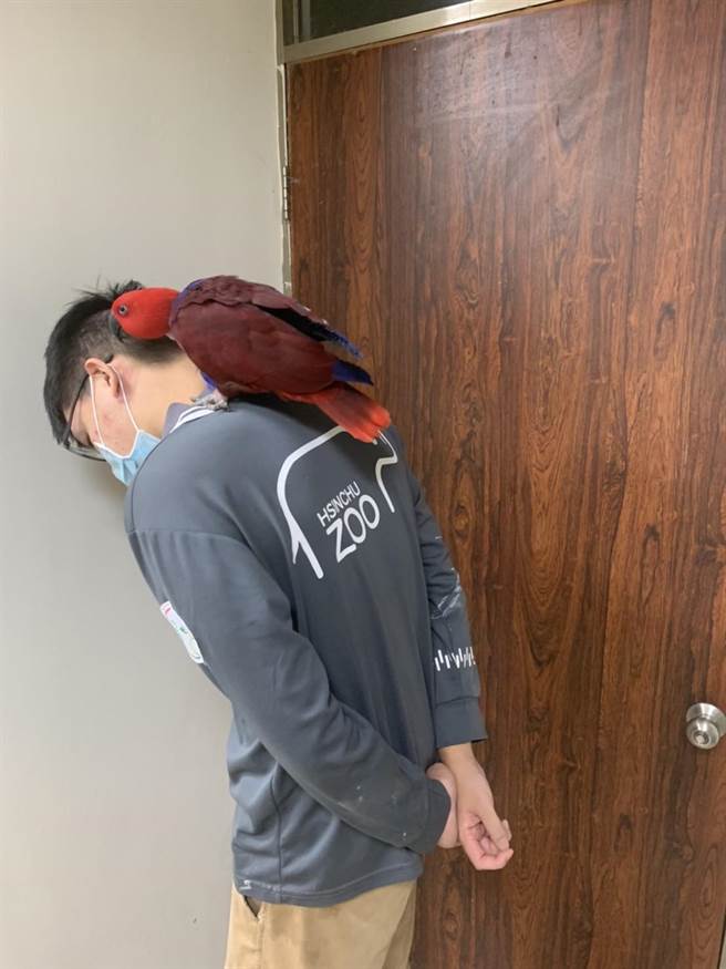 新竹市政府澄清表示，動物園內的鸚鵡由專業獸醫師與保育員照養，每日檢查狀況並餵食新鮮蔬果及營養飼料，健康況狀良好。（新竹市政府提供／陳育賢新竹傳真）