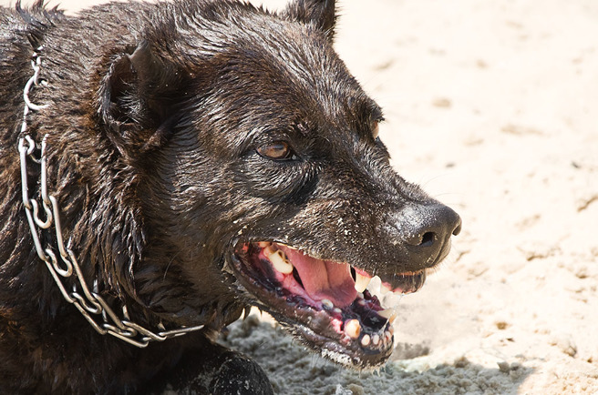 莫名被黑狗攻擊，男子氣得將其掐死，還把牠煮來吃。（示意圖／達志影像）