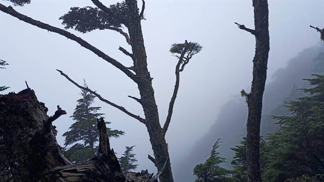 台北陈姓法官攀爬台中市和平区池有山失联。（台中市消防局提供）