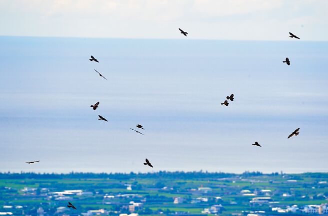 迁移性猛禽赤腹鹰陆续过境，台东四格山可看到鹰群盘旋，是绝佳的赏鹰据点。（庄哲权摄）