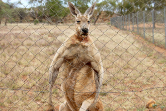 錯撿袋鼠寶寶回家養 澳洲男慘遭活活打死