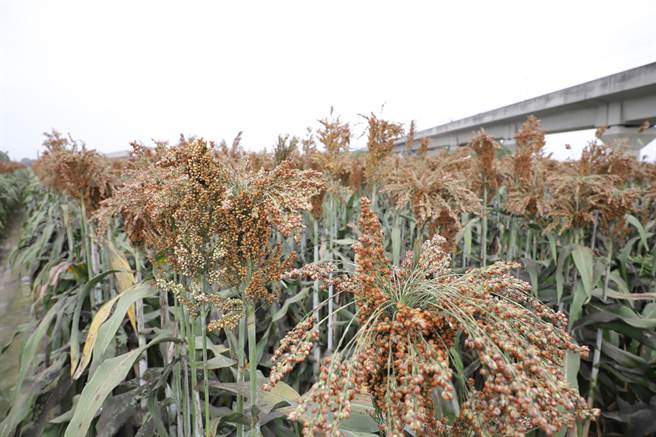 云林县高铁沿线3公里的农田鼓励种植节水作物，图为高粱。（云林县政府提供）