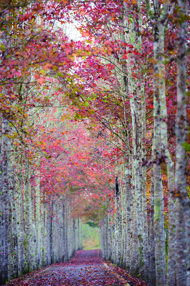 大农大富南环自行车道的枫林美景恍如仙境，来到这里能感受落叶缤纷的秋季美感。(图/花莲趣)