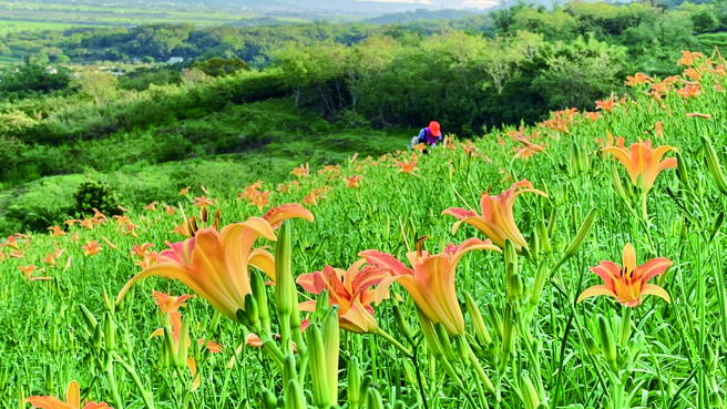 没电没灯只有月光的达兰埠部落，除了金针花特产，部落旅行体验也十分有特色。（达兰埠部落提供）
