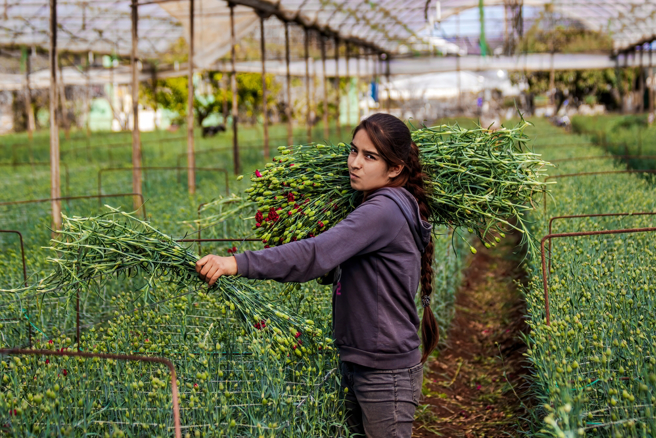 土耳其康乃馨需求因英國進入哀悼期及女王國葬暴增90%。
(示意圖／shutterstock)