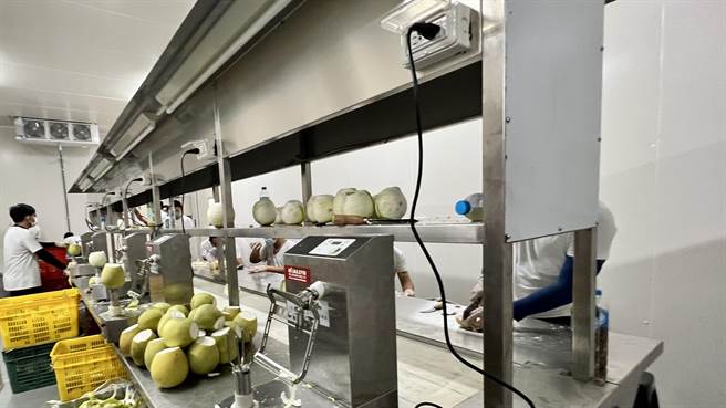 麻豆区农会收购文旦加工大果，正好解决今年白露节气离中秋节较近的销售问题。（张毓翎摄）