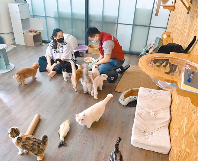 動保處人員到毛怪樂園查看收容環境及貓隻狀況。（新北市動保處提供／王揚傑新北傳真）