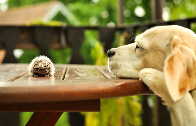 大陆一只宠物犬发现刺猬后，紧紧咬住不肯松口，就算嘴巴被刺肿也无所谓，让主人看了相当头痛。(示意图/达志影像)