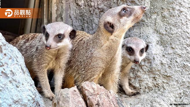 品观点｜小狐獴首次出洞卖萌  寿山动物园设置隧道作为贺礼（图/品观点提供）