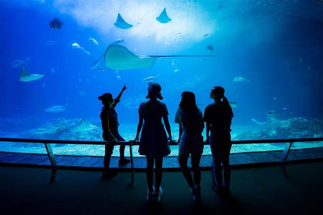 由屏东海生馆独家推出的「夜巡海生馆」限定行程，不同夜宿海生馆体验，深受游客喜爱。（谢佳潾摄）