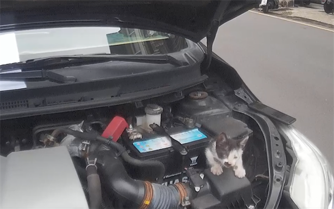 基隆市警察第四分局员警用计引诱小奶猫，不料却萌翻全派出所警员，宣布「收编」为成员。（基隆市警局提供／张志康基隆传真）