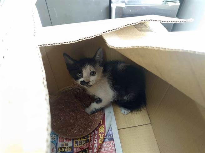 基隆市警察第四分局员警用计引诱小奶猫，不料却萌翻全派出所警员，宣布「收编」为成员。（基隆市警局提供／张志康基隆传真）