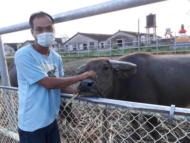 土库青农、水牛安养中心主人林家良与他安养的牛。（林家良提供）