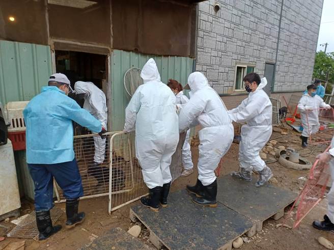 桃園市觀音區李姓愛媽狗園爭議引起各界關注，桃市府動保處宣布，已將園內犬隻全數沒入。（動保處提供／蔡明亘桃園傳真）