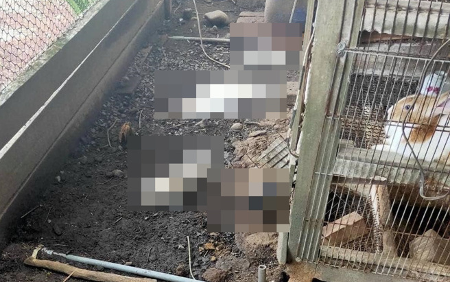 网友表示朋友家在庭院中圈养的兔子及天竺鼠惨被咬死。(翻摄脸书爆废公社公开版)