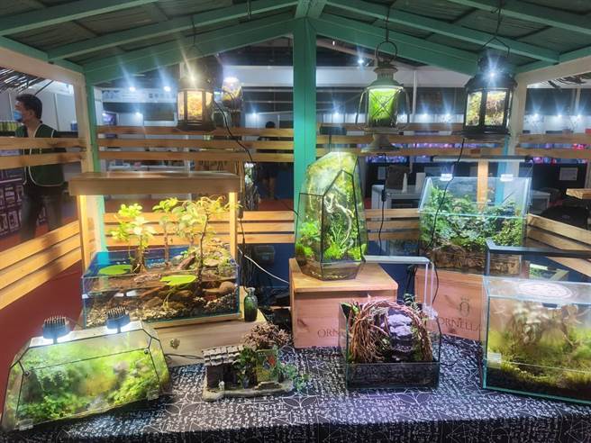 由台中市水族类商业同业公会精心策画「台中开运水族生活节＆招财猫祭」，将观赏鱼类与宠物结合家居生活设计与减碳概念呈现。（冯惠宜摄）