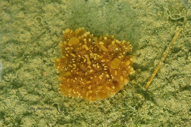 長陳俊強發現林園海洋溼地公園的水母提早現蹤。（林園愛鄉協會理事長陳俊強提供）