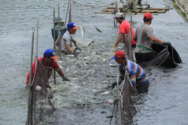 台南虱目鱼主要养殖在七股、安南、北门、学甲及将军等沿海区域。（台南市政府提供／张毓翎台南传真）