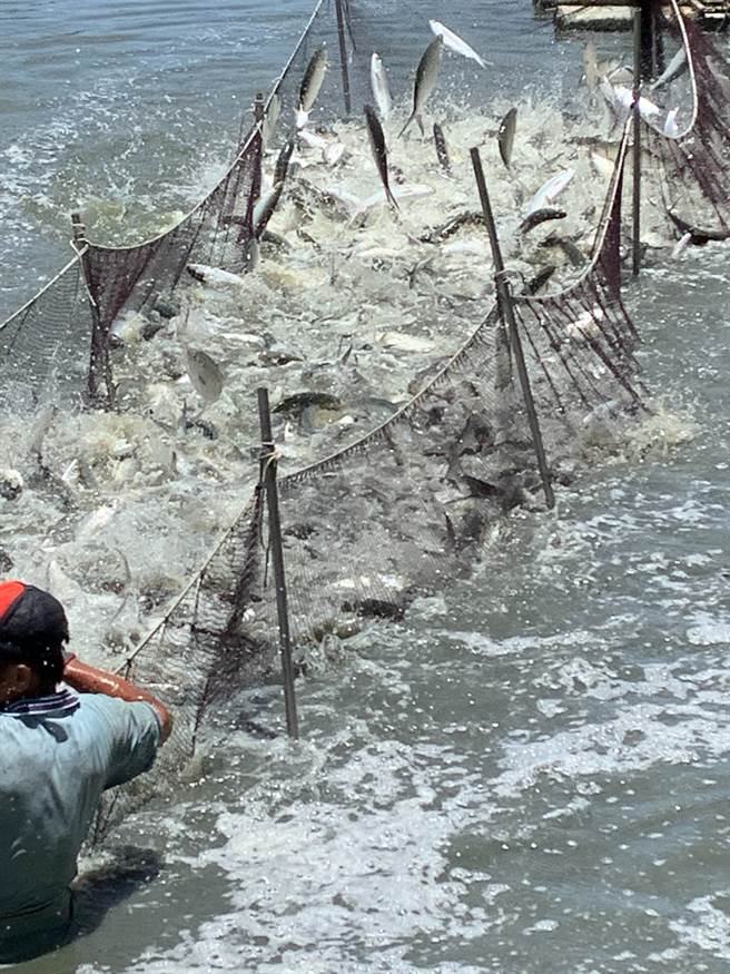 虱目鱼在台南已有近400年养殖歷史。（台南市政府提供／张毓翎台南传真）