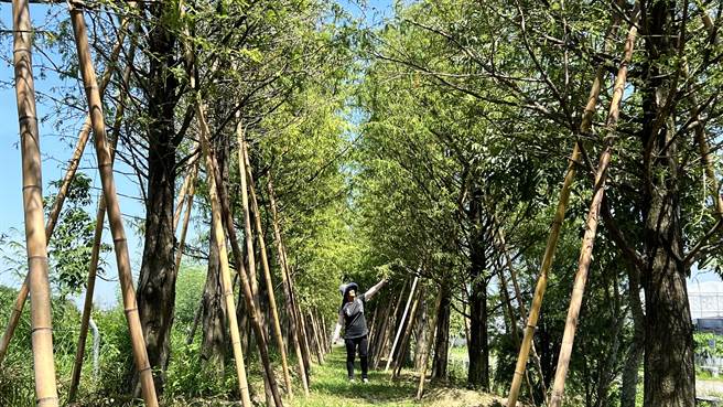 太康有机农业生产合作社理事苏雪莉说，预计到了明年秋天，200棵落羽松的针叶由绿转黄，景色会更美。（张毓翎摄）