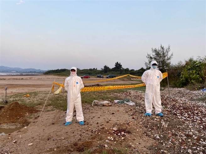 非洲猪瘟中央灾害应变中心今(15)日表示，农委会防检局于9月13日下午接获海巡署第12巡防区通报，于金寧乡后沙沙滩发现1只猪只尸体，相关检体经畜卫所以聚合酶链反应（PCR）检测，结果非洲猪瘟病毒核酸呈阳性反应。（金门县动植物防疫所提供）