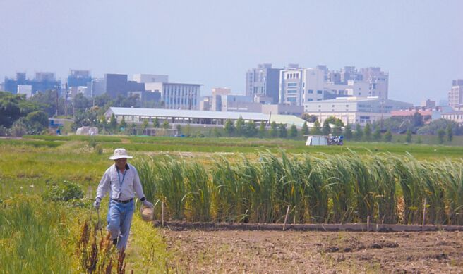 桃园红火蚁防治面积占全台6成多，大溪、龙潭、观音及杨梅区遭审计处点名，去年红火蚁发生率较2018年还高。（桃园市政府农业局提供／陈梦茹桃园传真）