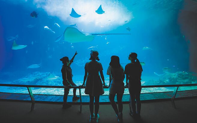 由屏东海生馆独家推出的「夜巡海生馆」限定行程，不同夜宿海生馆体验，深受游客喜爱。（谢佳潾摄）