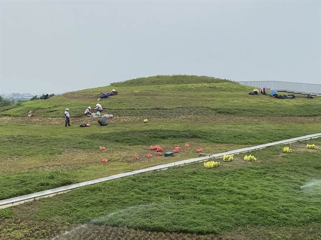 梯田般綠色屋頂仍待加強美化中。（曹婷婷攝）