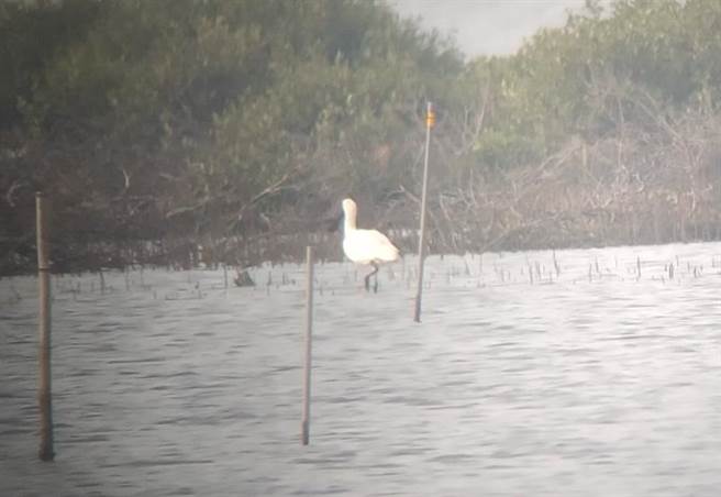 台江巡查员在中秋节捕捉第一只抵台的黑面琵鹭身影。（台江国家公园管理处提供／李俊淇台南传真）