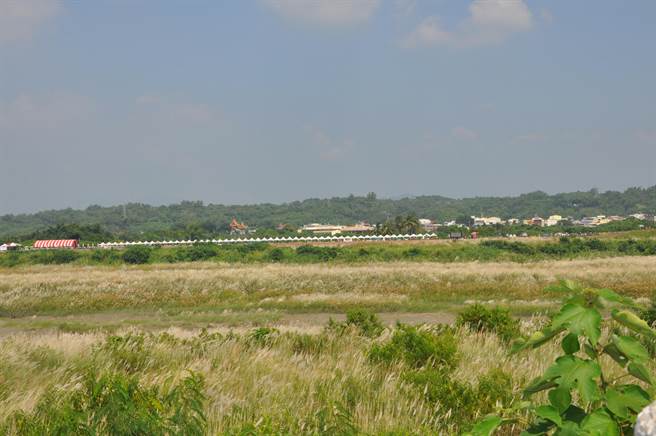 曾文溪畔的草根子花即将盛开，大内区公所将10月1日办理雪花祭音乐会。（大内区公所提供／李俊淇台南传真）