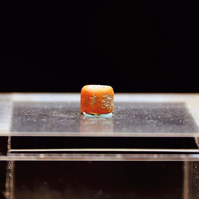典藏于花莲县考古博物馆的崇德考古遗址千年红色玻璃珠，10月将送至美国芝加哥菲尔德自然史博物馆实验室分析及研究成分，揭开神秘身世。（花莲县文化局提供／罗亦晽花莲传真）