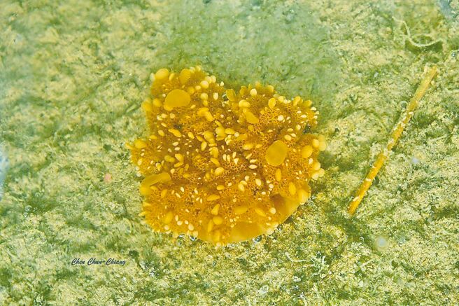 林园爱乡协会理事长陈俊强发现林园海洋溼地公园的水母提早现踪。（林园爱乡协会理事长陈俊强提供／洪靖宜高雄传真）