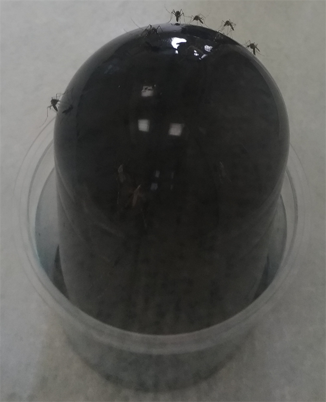 国内学者仿造国外防制疟蚊方式设计出斑蚊也会食用的毒糖饵剂，食用埃及斑蚊及白线斑蚊48小时死亡皆超过9成，显示毒糖饵剂具防治斑蚊的潜力。（白秀华提供／林良齐台北传真）