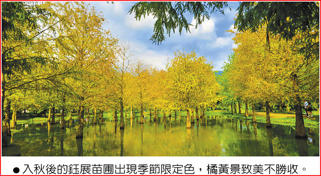 入秋后的钰展苗圃出现季节限定色，橘黄景致美不胜收。◎图／《花莲趣》