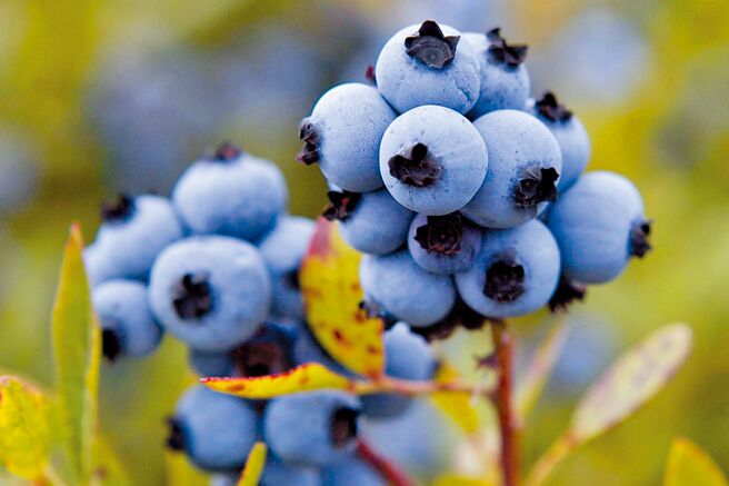 加州莓果北漂加拿大图╱美联社