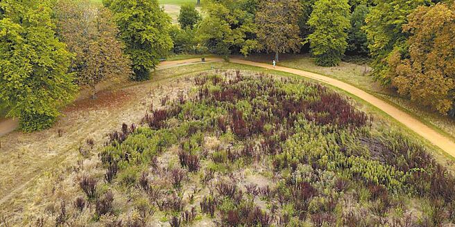 英国花园变枯黄图╱美联社