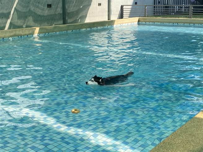 派特寵物友善空間戶外有大型游泳池和戶外遊憩區，可讓狗狗們在此放風戲水。（馮惠宜攝）