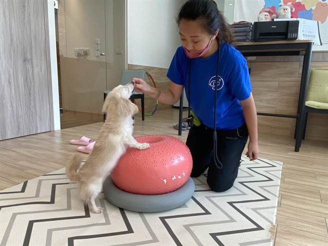 派特寵物友善空間特開設毛孩安親班，透過受過訓練的訓練師教授服從、益智及肌群訓練課程。（馮惠宜攝）
