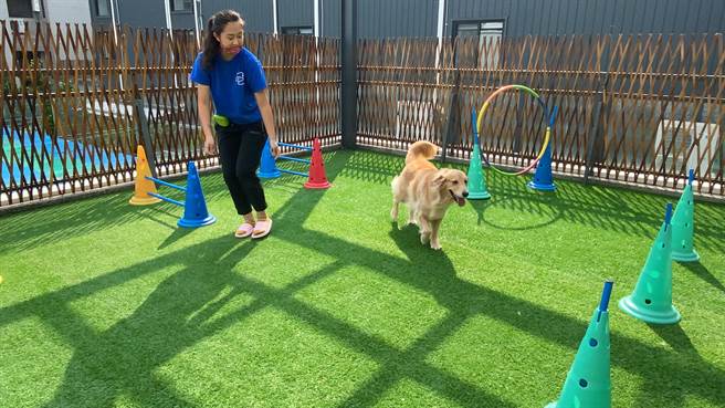 派特寵物友善空間特開設毛孩安親班，透過受過訓練的訓練師教授服從、益智及肌群訓練課程。（馮惠宜攝）