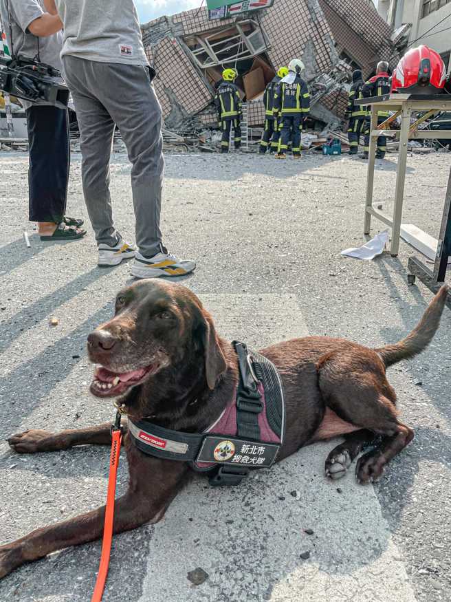 搜救犬Amei。（取自侯友宜臉書）