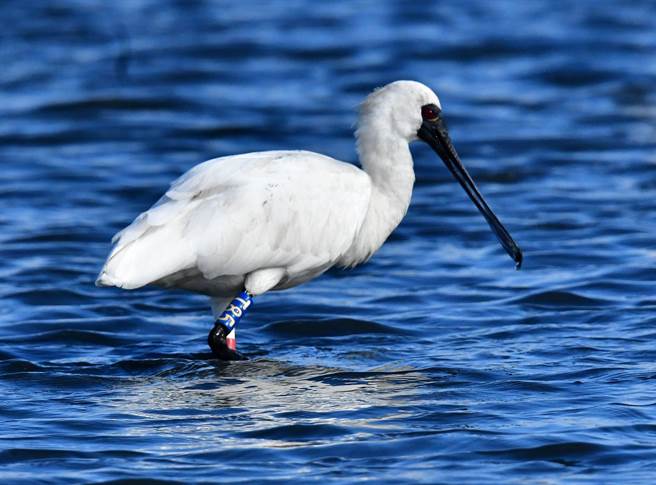 T85」黑面琵鹭第2次在北门水晶教堂旁边废弃盐田发现。（台南市生态保育学会提供／李俊淇台南传真）