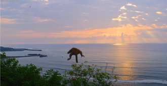 台東強震驚見「猴的迫降」！6秒畫面網狂重播：好可愛