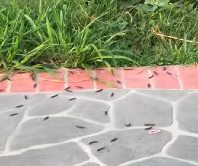 新北公园惊见满地黑虫，引起网友讨论。（图／翻摄自爆料公社）