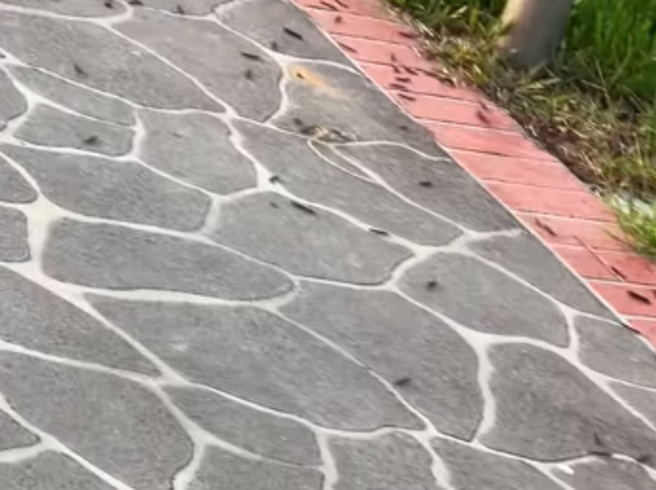 新北公园惊见满地黑虫，让人看了很害怕。（图／翻摄自爆料公社）