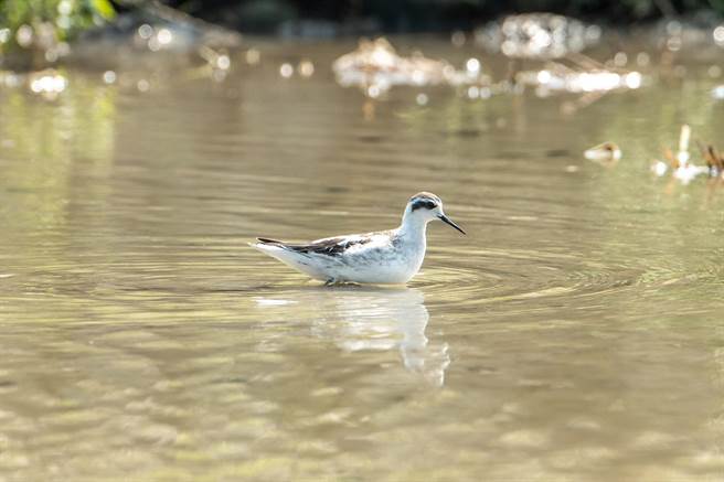 稀有少见的红领瓣足鹬也现身林口溪周边。（林口区公所提供）