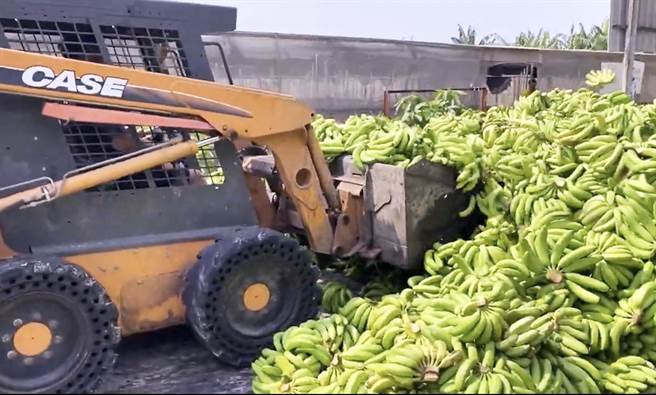 又见香蕉堆满山，蕉价低廉，农粮署协助去化喂猪。(民眾提供)