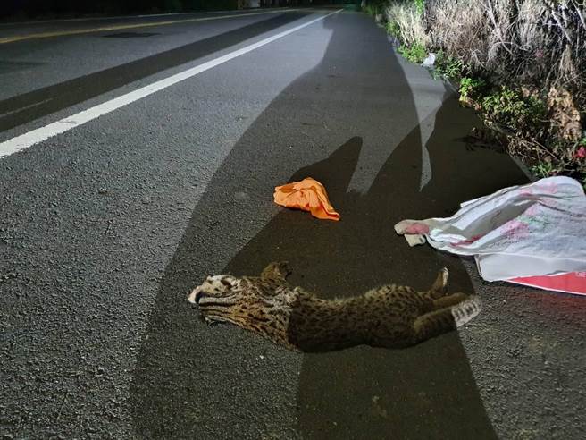 苗9线后龙路段传出石虎路杀。（苗栗县政府提供／李京升苗栗传真）